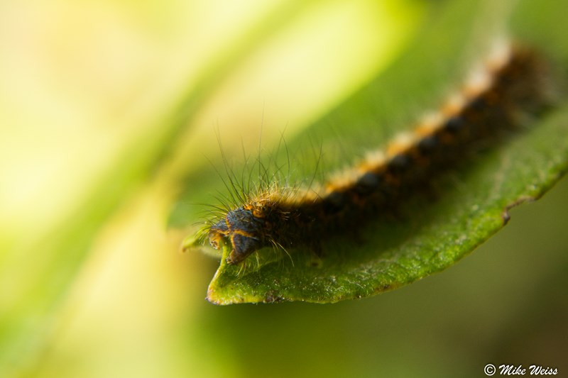 Macro au 18-55mm avec lentille aditionnel  Img_7916