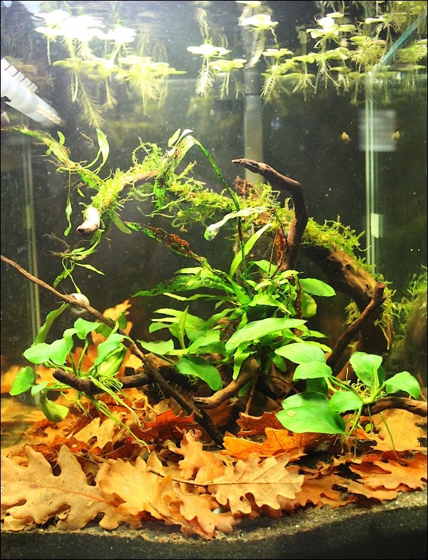 30L Full blue rili 00510