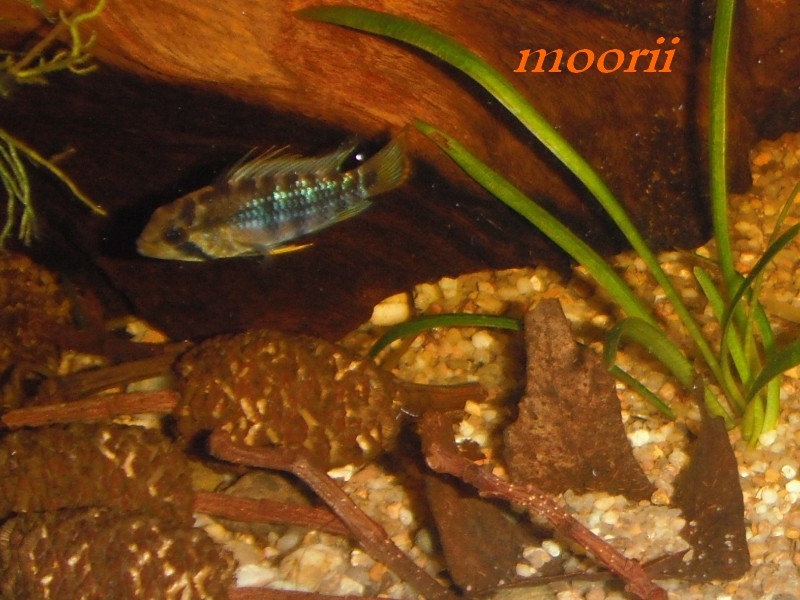 Apistogramma baenschi 1411