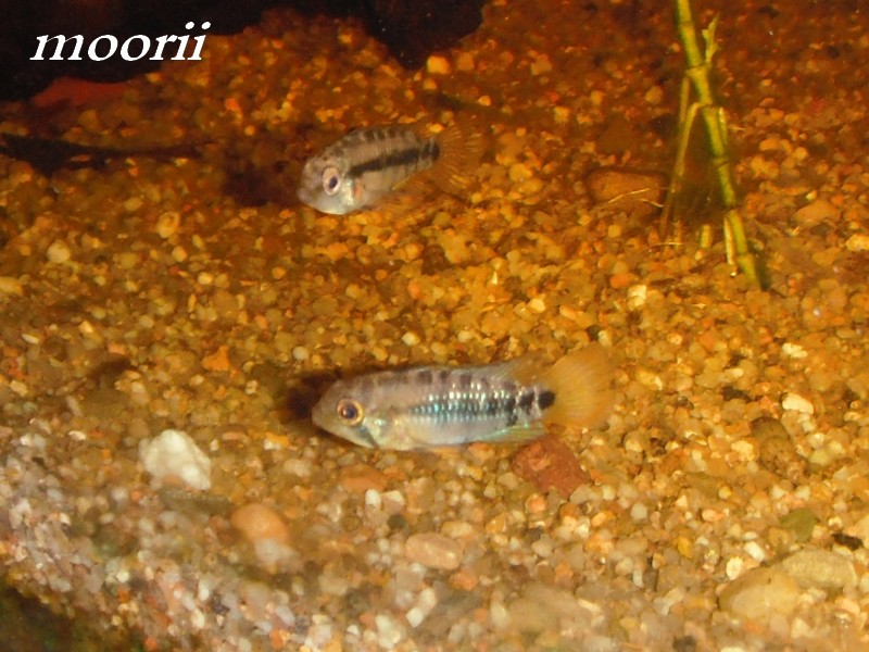 Apistogramma baenschi 310