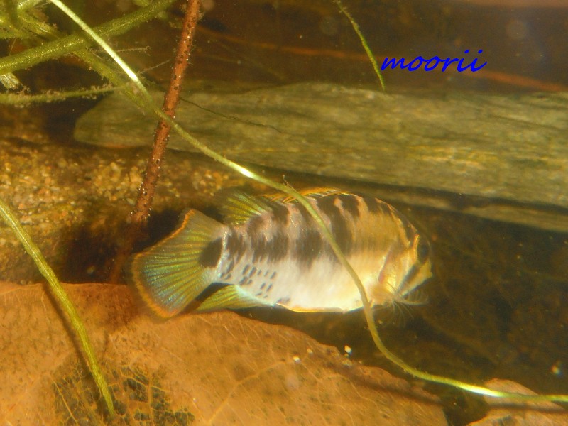 Apistogramma baenschi 5010