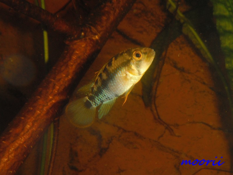 Apistogramma baenschi 5510