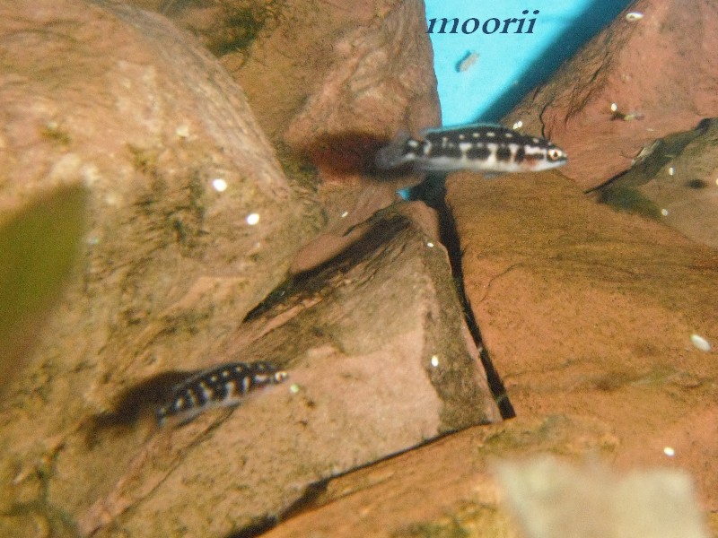 Julidochromis transcriptus Bemba - Page 2 612