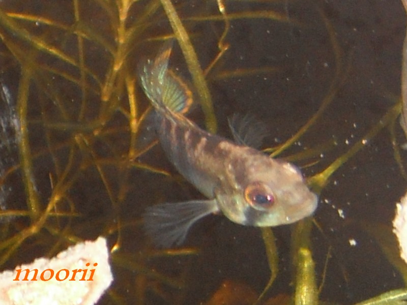 Apistogramma baenschi 711