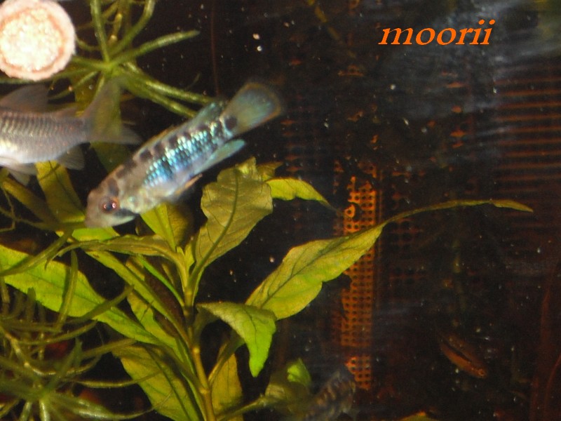 Apistogramma baenschi 811