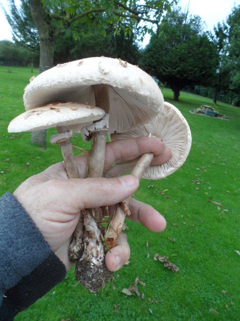 Champignons sur le pelouse 00114