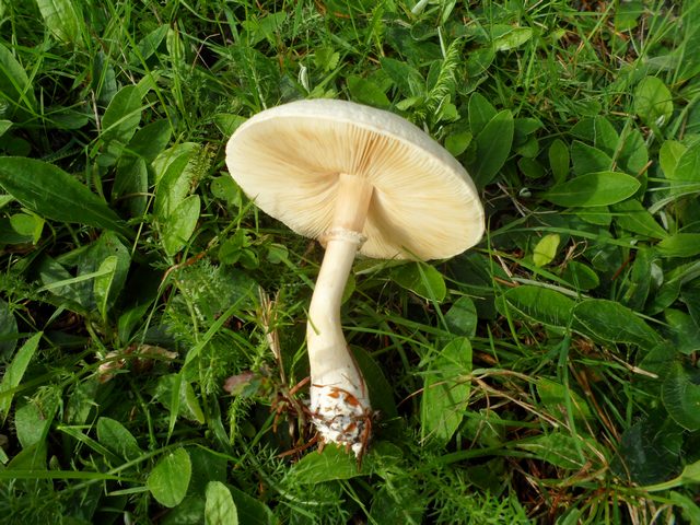 Champignons sur le pelouse 00710