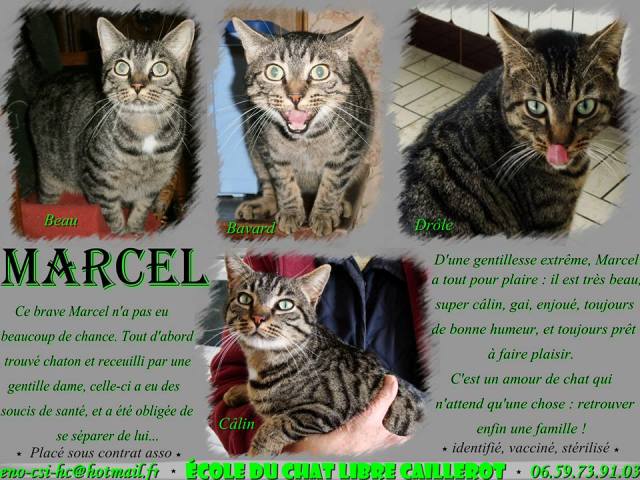 MARCEL - tigré foncé - né en 04/2011 -ECL CAILLEROT Marcel12