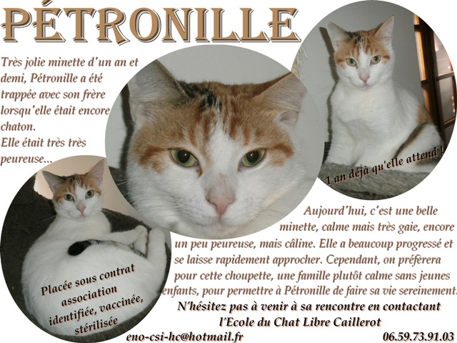 PETRONILLE - blanche/rousse - née en 02/2012 - ECL CAILLER Patron10