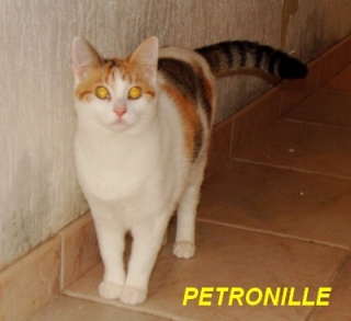 PETRONILLE - blanche/rousse - née en 02/2012 - ECL CAILLER Patron12
