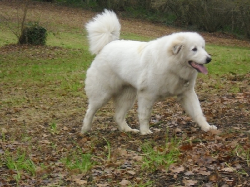 Urgence ++++ Gitane, Montagne de 3 ans en février 00710