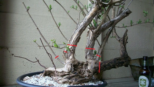 Advice wanted on Lonicera 100_4411