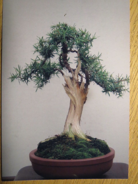 Juniperus communis shohin Img_4310