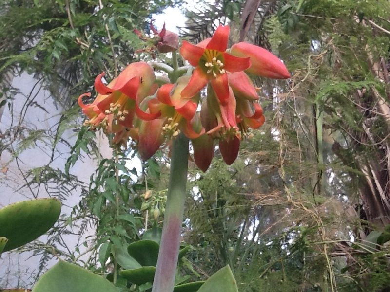 succulente en fleurs    Cotyledon Orbiculata Fleurs13