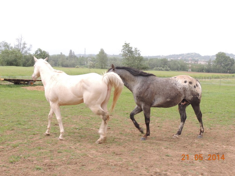 Les chevaux de l'Appaloosa IJ Farm 00814