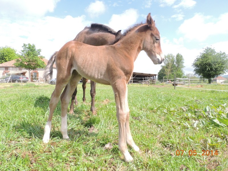 Les poulains né à l'Appaloosa IJ Farm 05210