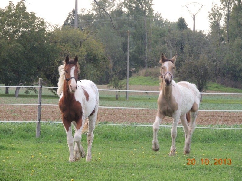 Mes chevaux, un mélange d'un peu tout le monde! - Page 8 Cochiz13