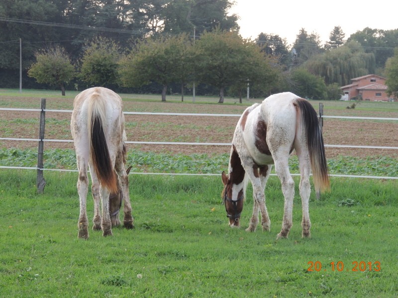 Mes chevaux, un mélange d'un peu tout le monde! - Page 8 Cochiz15