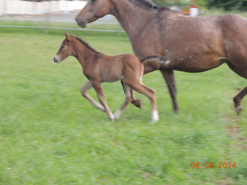 Les poulains né à l'Appaloosa IJ Farm Equali12