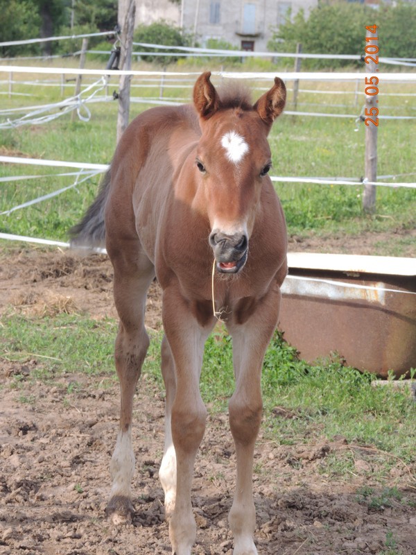 Les poulains né à l'Appaloosa IJ Farm Equali34