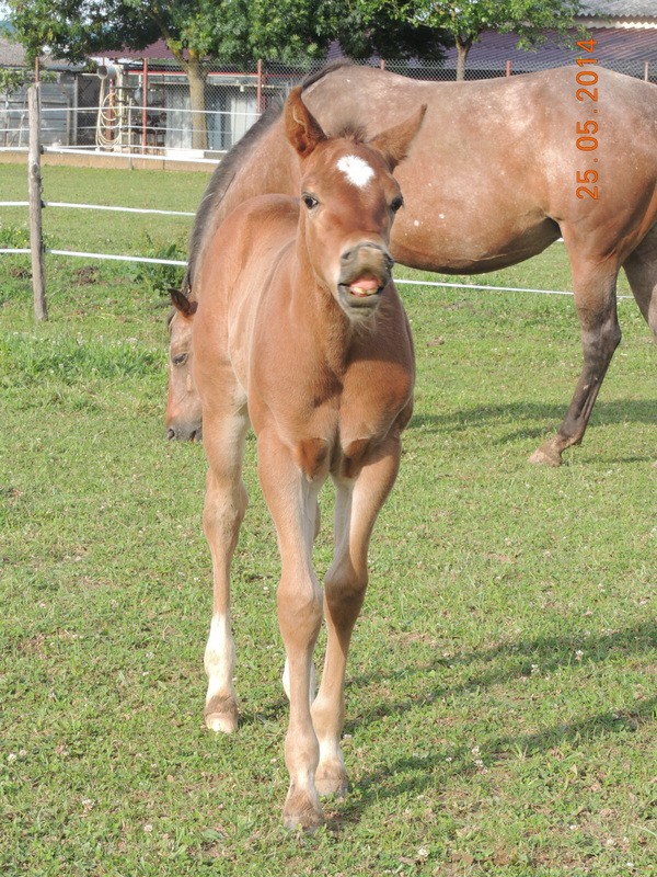 Les poulains né à l'Appaloosa IJ Farm Equali42