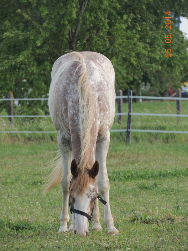 Mes chevaux, un mélange d'un peu tout le monde! - Page 10 Fantas21