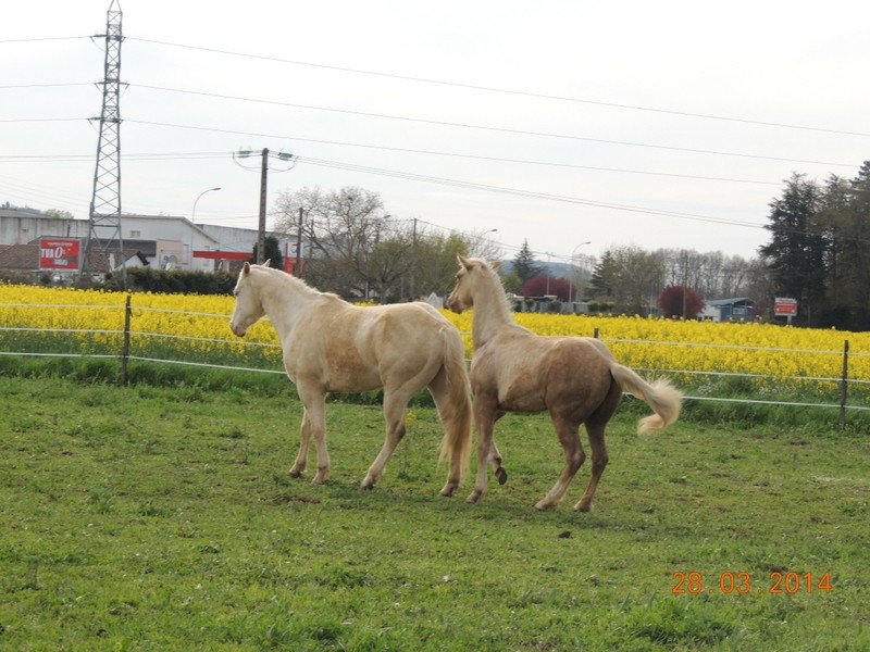 Mes chevaux, un mélange d'un peu tout le monde! - Page 8 Glitte55