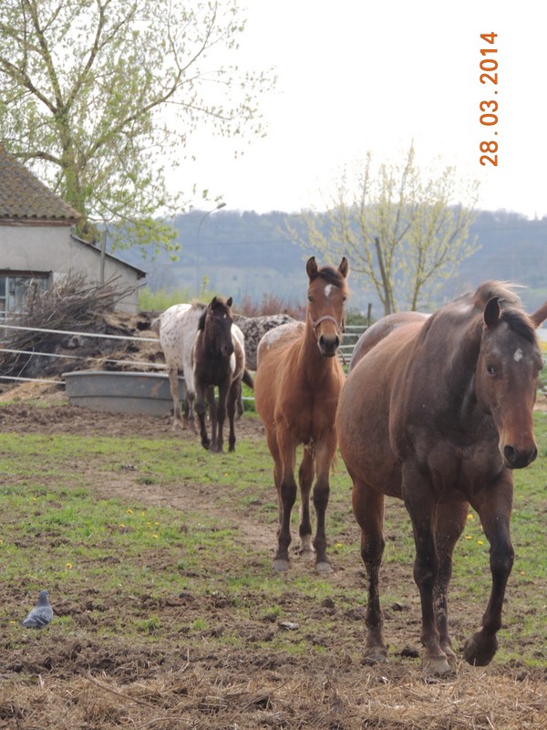 Mes chevaux, un mélange d'un peu tout le monde! - Page 8 Groupe18