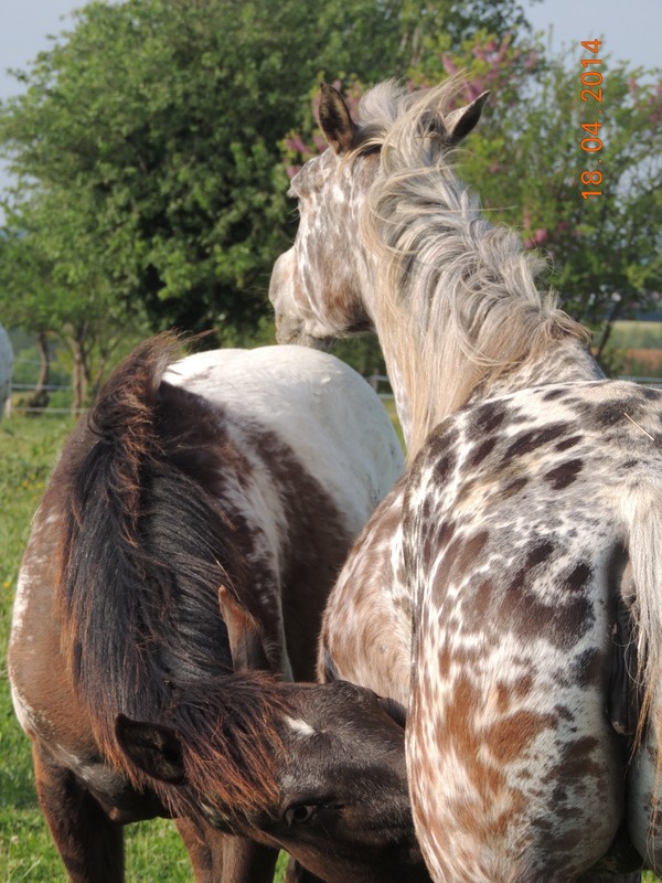 Mes chevaux, un mélange d'un peu tout le monde! - Page 8 Opium_22