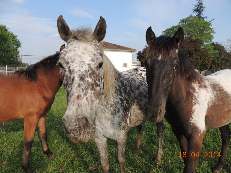 Mes chevaux, un mélange d'un peu tout le monde! - Page 8 Opium_24