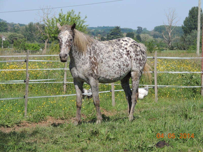 Les chevaux de l'Appaloosa IJ Farm Opium_28