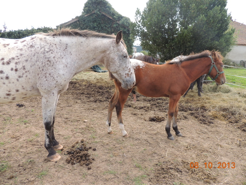 Mes chevaux, un mélange d'un peu tout le monde! - Page 8 Quarin24