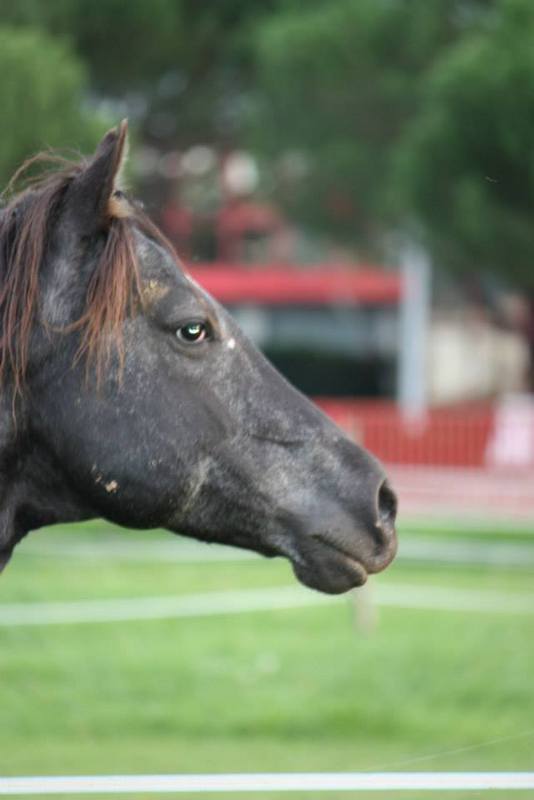 Mes chevaux, un mélange d'un peu tout le monde! - Page 8 Undy_115