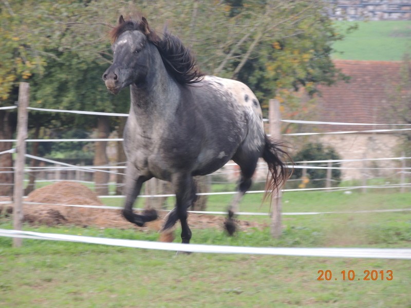 Mes chevaux, un mélange d'un peu tout le monde! - Page 8 Undy_610