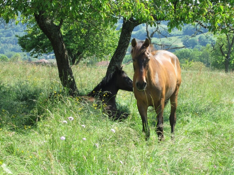 Concours photos "le cheval pendant la sieste" GAGNANTE : Tina Img_0411