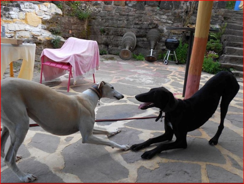 Florence Squelette de Merida à l'adoption Scooby France Adoptée - Page 3 Adopti21