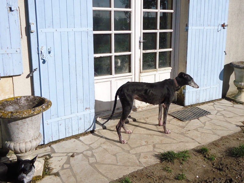 Florence Squelette de Merida à l'adoption  Scooby France    Adoptée  - Page 16 Dsc02511