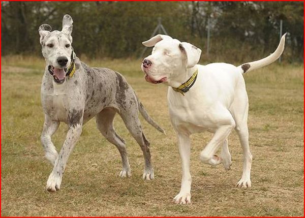 KIRO (galgo presque aveugle, SF) dans sa famille chez HAPPYDAY - Page 2 Gazett11