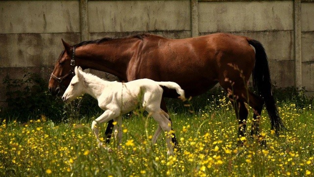 une autre passion : les chevaux et l'élevage de chevaux à robe diluée ... 15114110