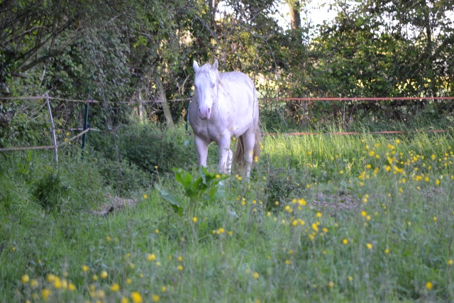 Notre Etalon : Hd Tipperary Bar APHA/AQHA cremello  Dsc_0013