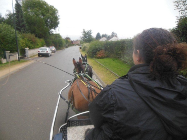 Mon projet d'attelage à 4 mules pas à pas ... Dscn7013