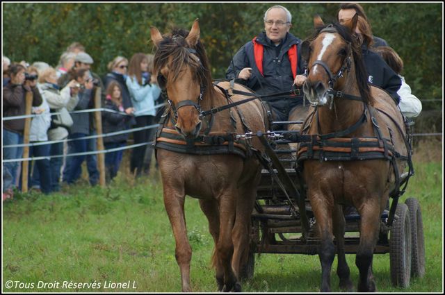 les chevaux de Henson a st quentin enTournont 14017910