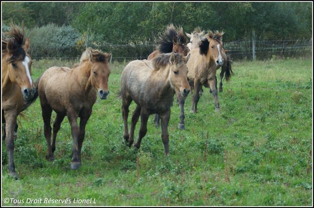 les chevaux de Henson a st quentin enTournont 86095910