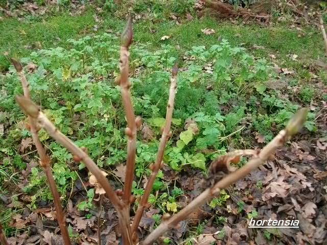 ça va faire mal s'il gele fort.........hydrangea 2014 8_janv33