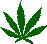 Le Cannabis Pot10