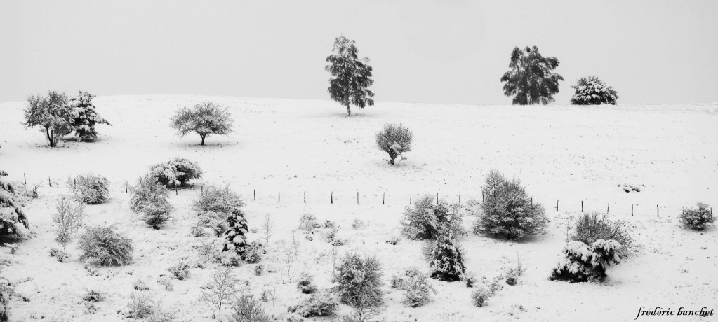 arbres dans la neige Arbres10