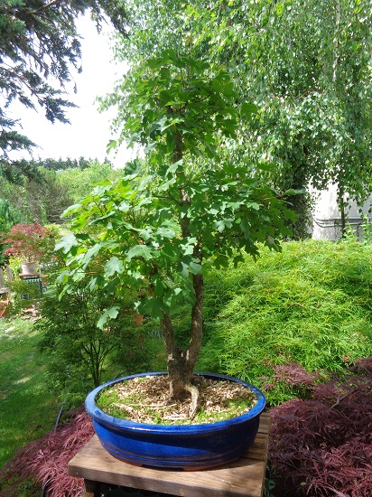 Rempotage bonsaï Dsc05010