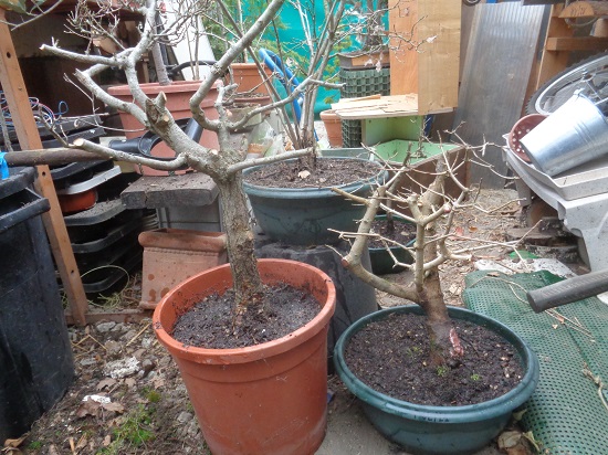 Rempotage bonsaï Dsc06213