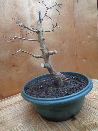 Rempotage bonsaï Dsc06216