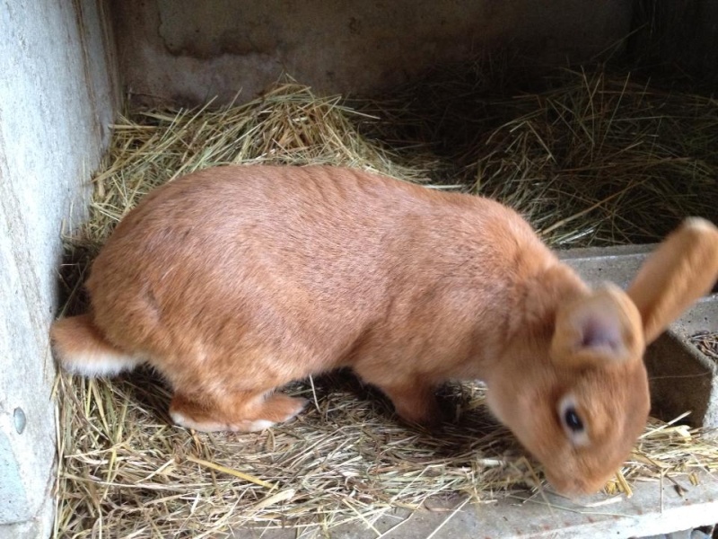 12 lapins de ferme Pinous12